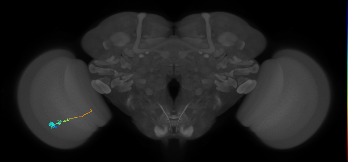 Tm3_L (MaleCNS:77371)