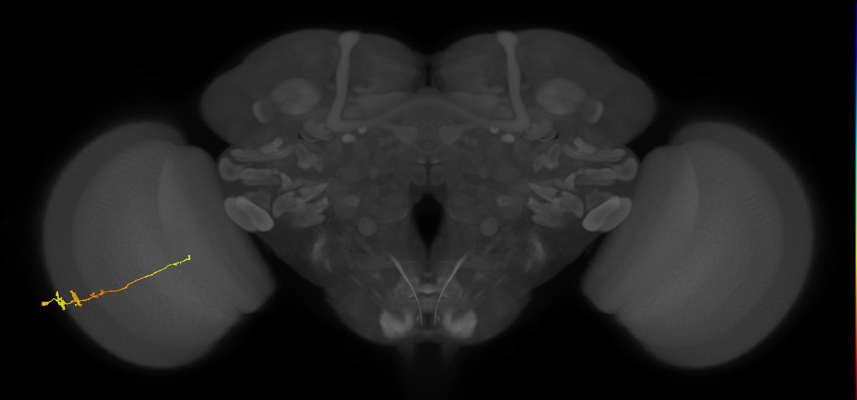 Tm3_L (MaleCNS:18533)