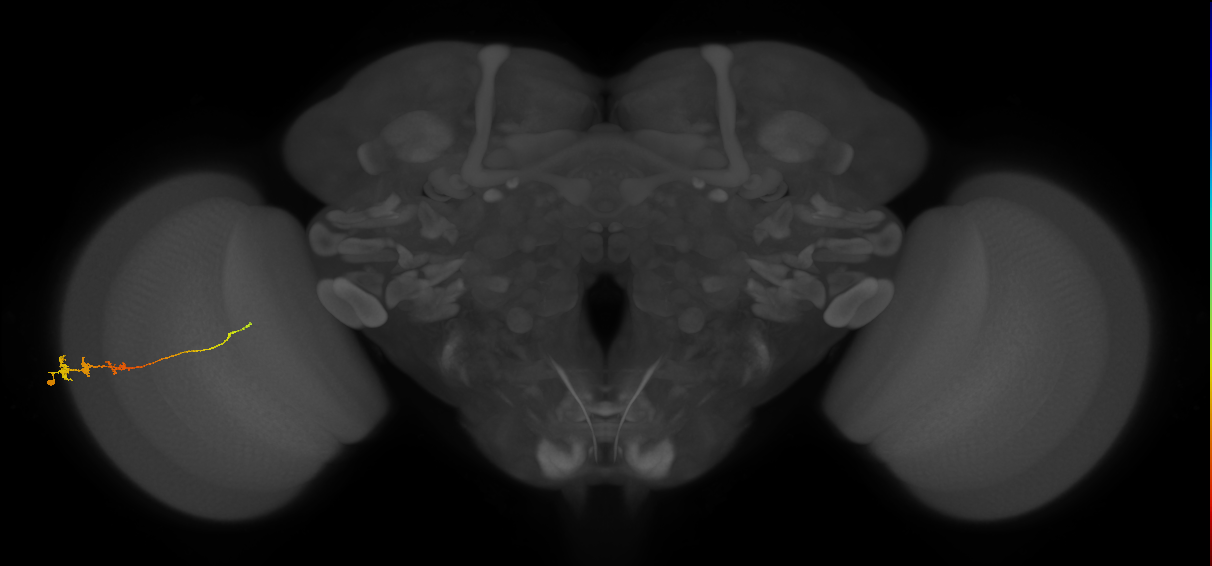 Tm3_L (MaleCNS:70303)