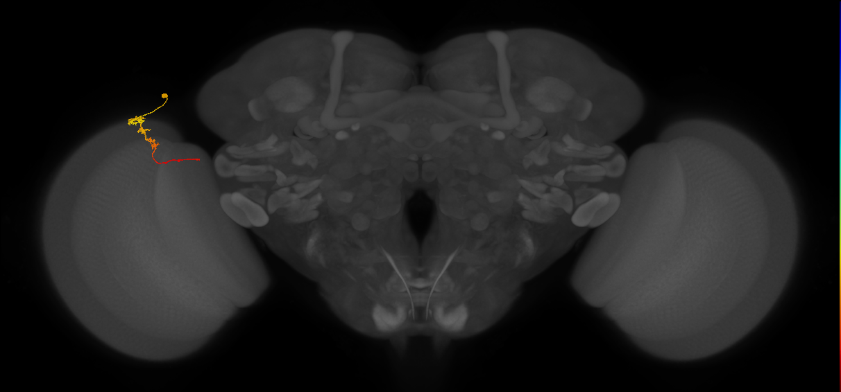 Tm3_L (MaleCNS:143403)