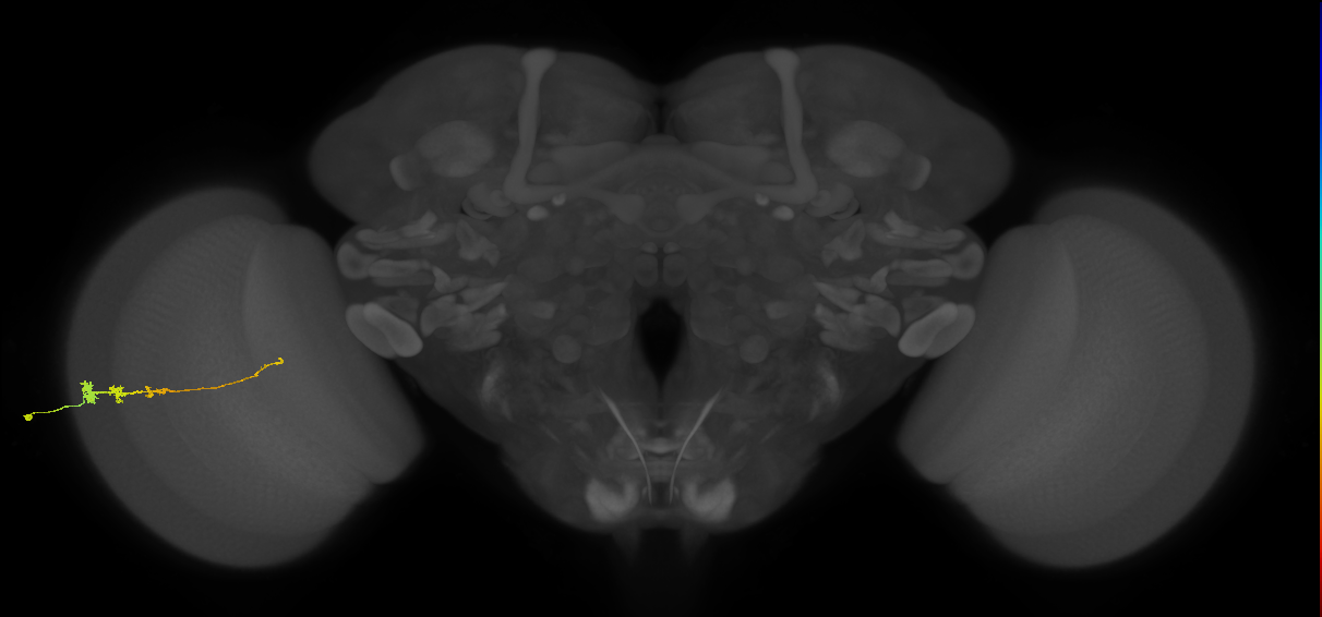 Tm3_L (MaleCNS:68049)