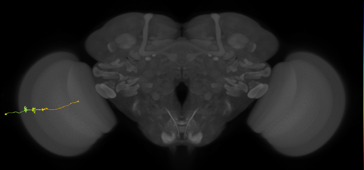 Tm3_L (MaleCNS:53593)