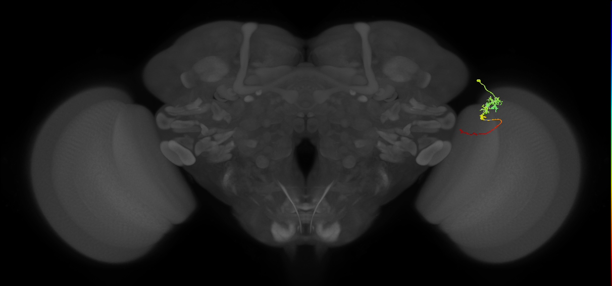 Tm3_R (MaleCNS:82163)