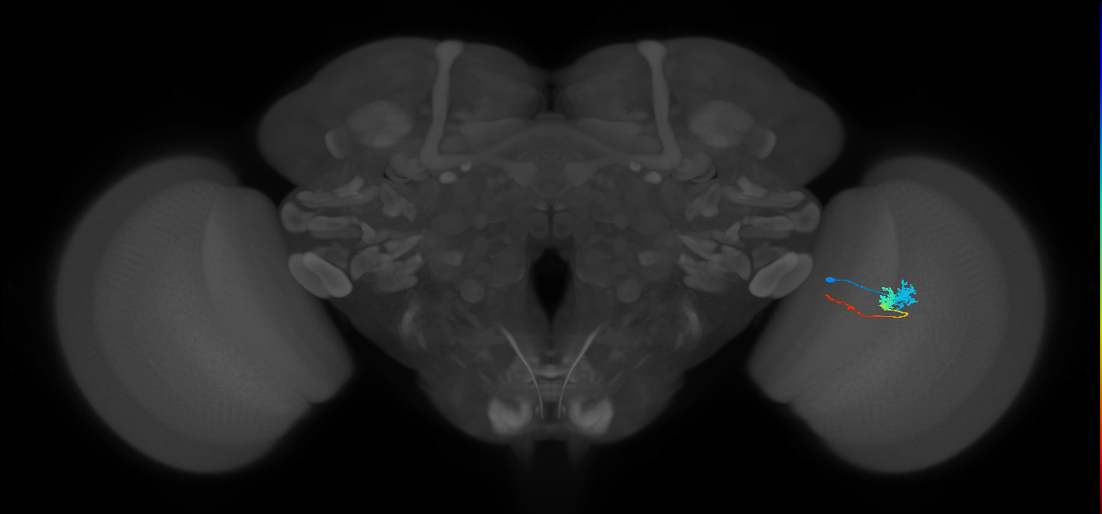 Tm3_R (MaleCNS:63021)