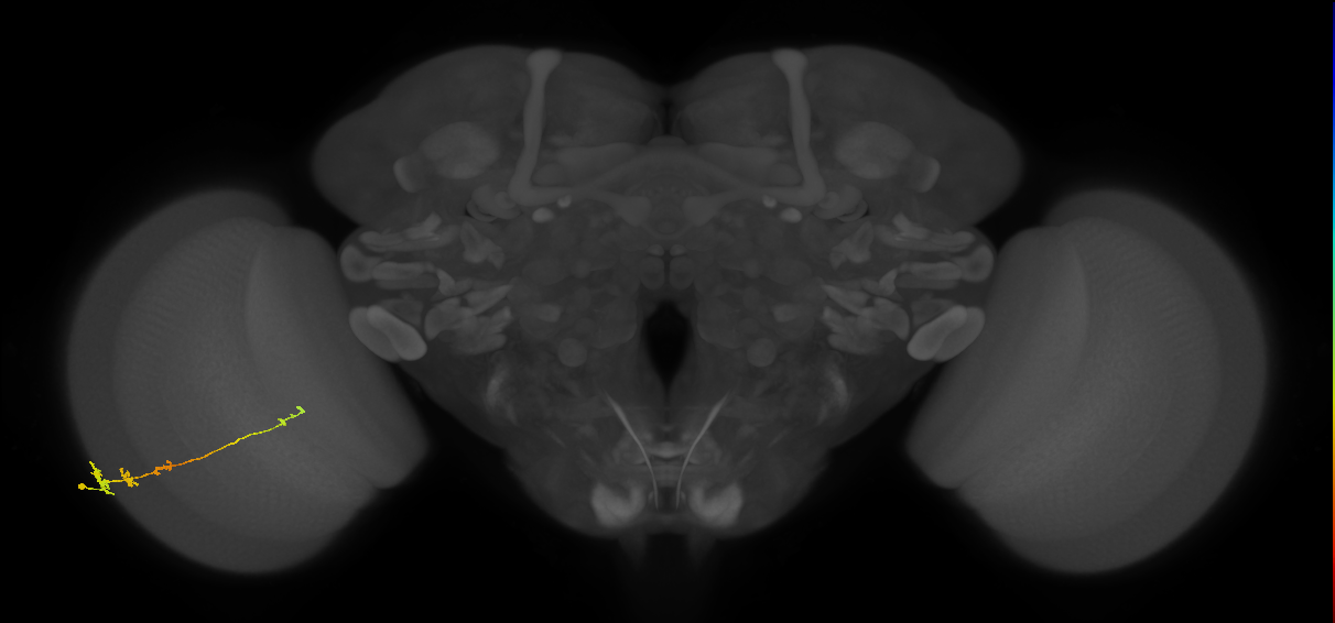 Tm3_L (MaleCNS:56707)