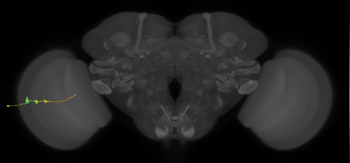 Tm3_L (MaleCNS:527343)
