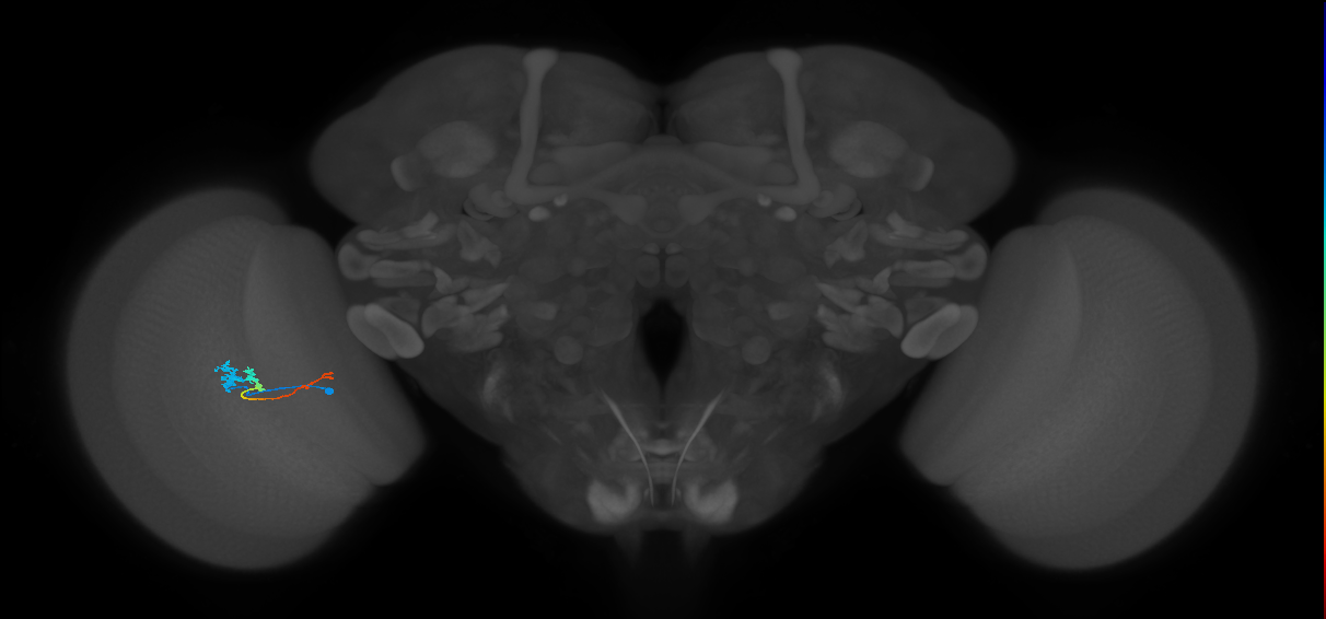 Tm3_L (MaleCNS:27962)