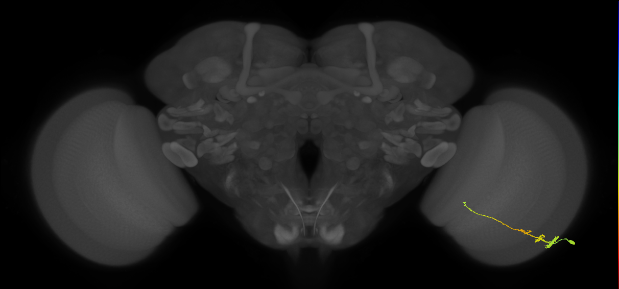 Tm3_R (MaleCNS:62006)