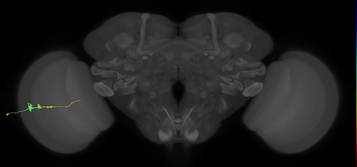 Tm3_L (MaleCNS:87676)
