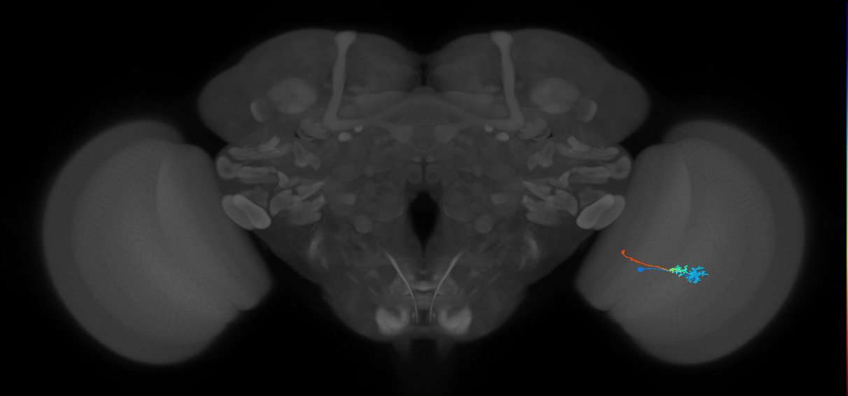 Tm3_R (MaleCNS:81733)