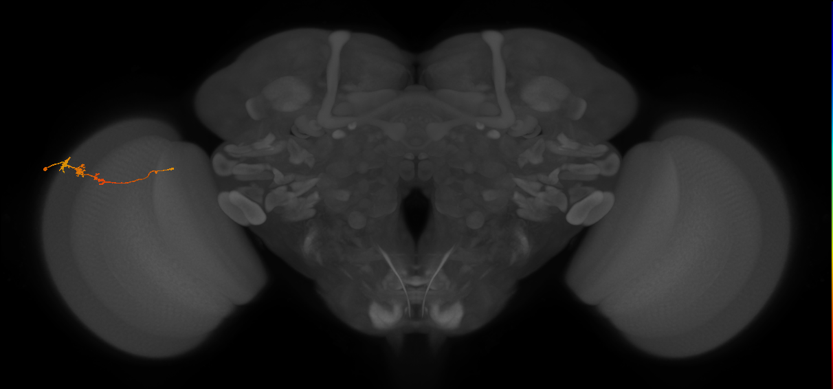 Tm3_L (MaleCNS:97519)