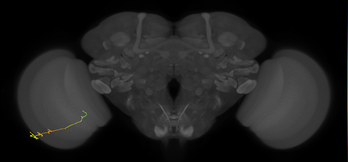 Tm3_L (MaleCNS:534241)