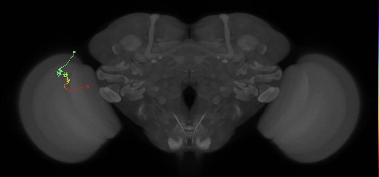 Tm3_L (MaleCNS:162926)