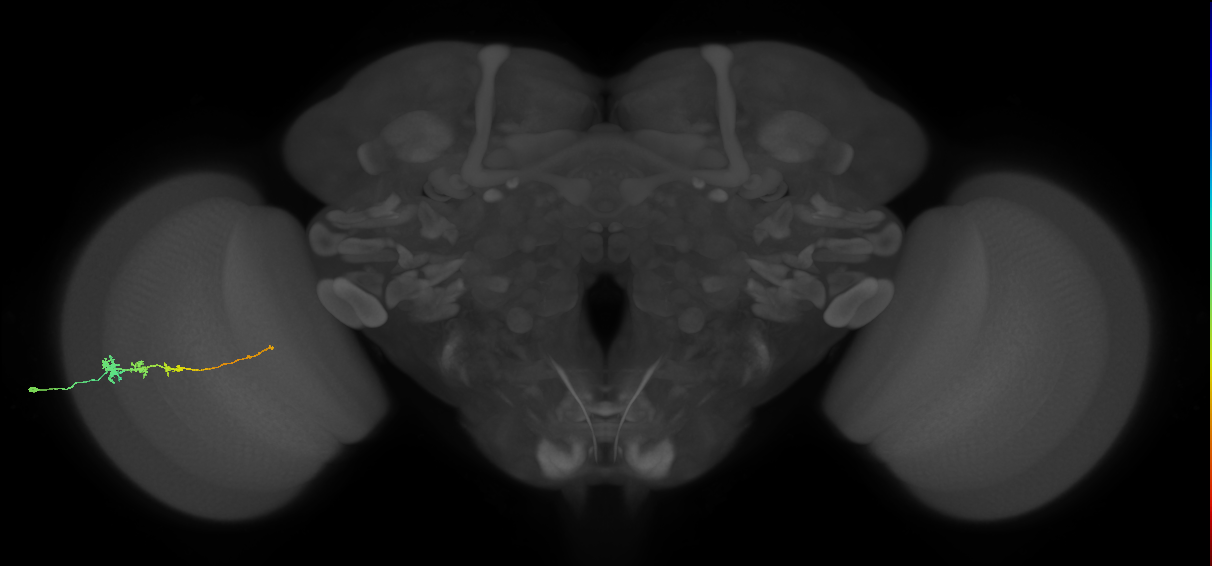 Tm3_L (MaleCNS:525498)