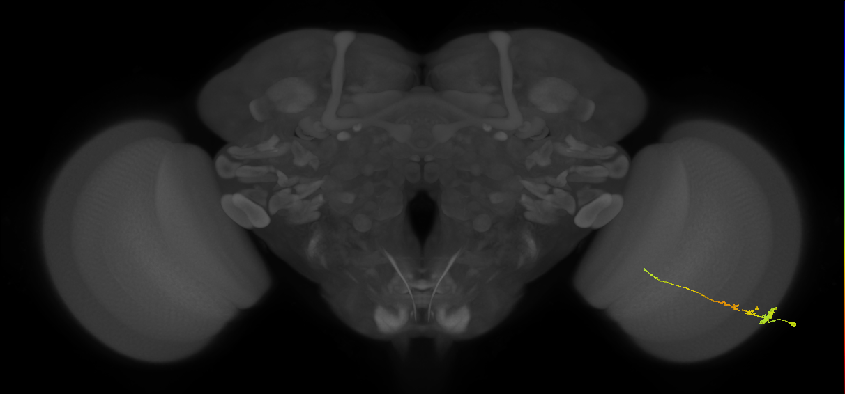 Tm3_R (MaleCNS:64243)