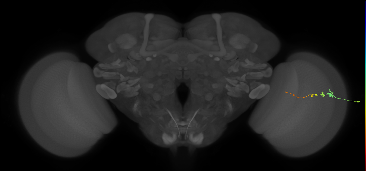 Tm3_R (MaleCNS:125288)