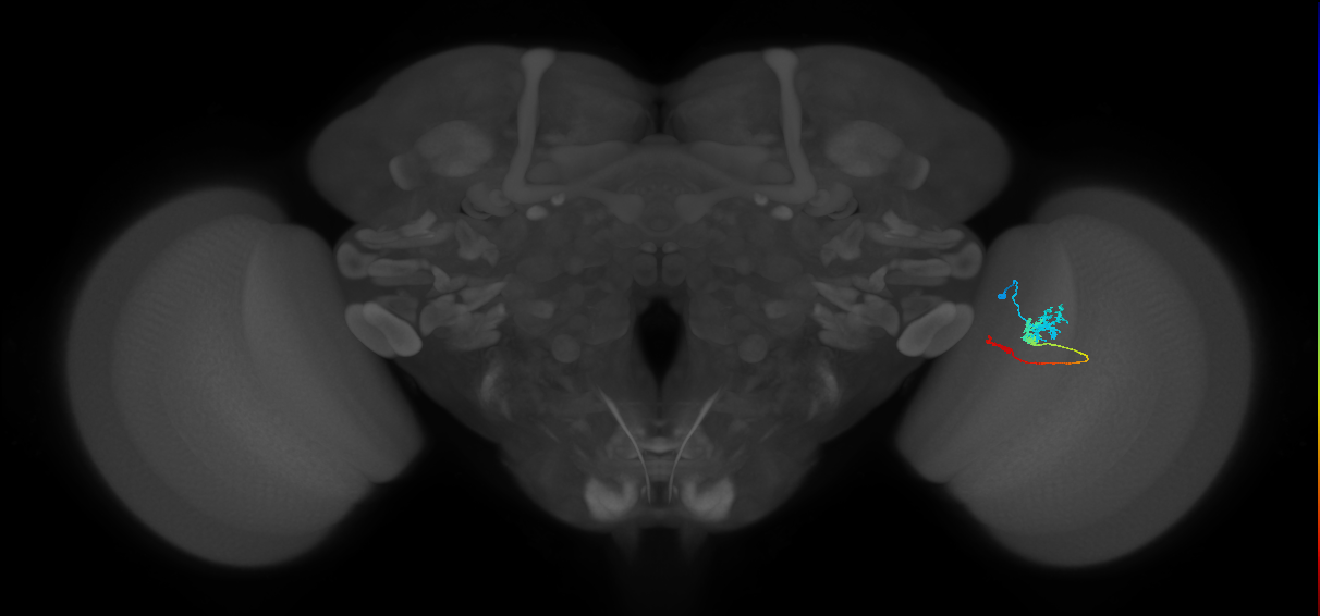 Tm3_R (MaleCNS:70630)