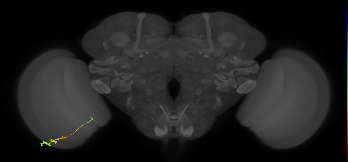 Tm3_L (MaleCNS:43679)