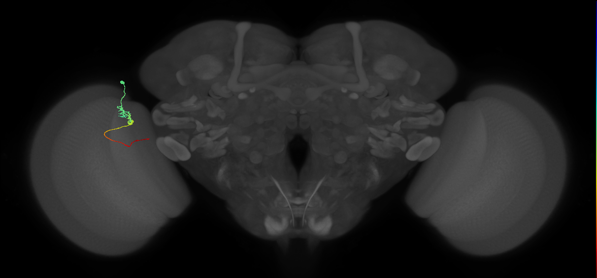 Tm3_L (MaleCNS:116516)