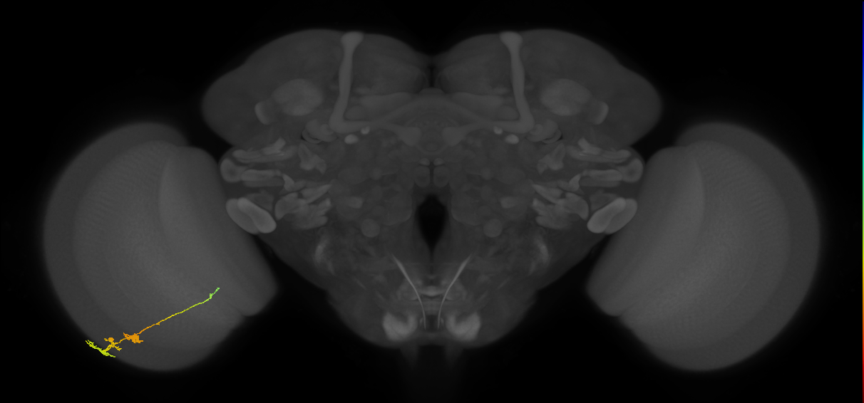 Tm3_L (MaleCNS:31178)