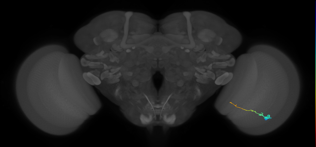 Tm3_R (MaleCNS:85383)
