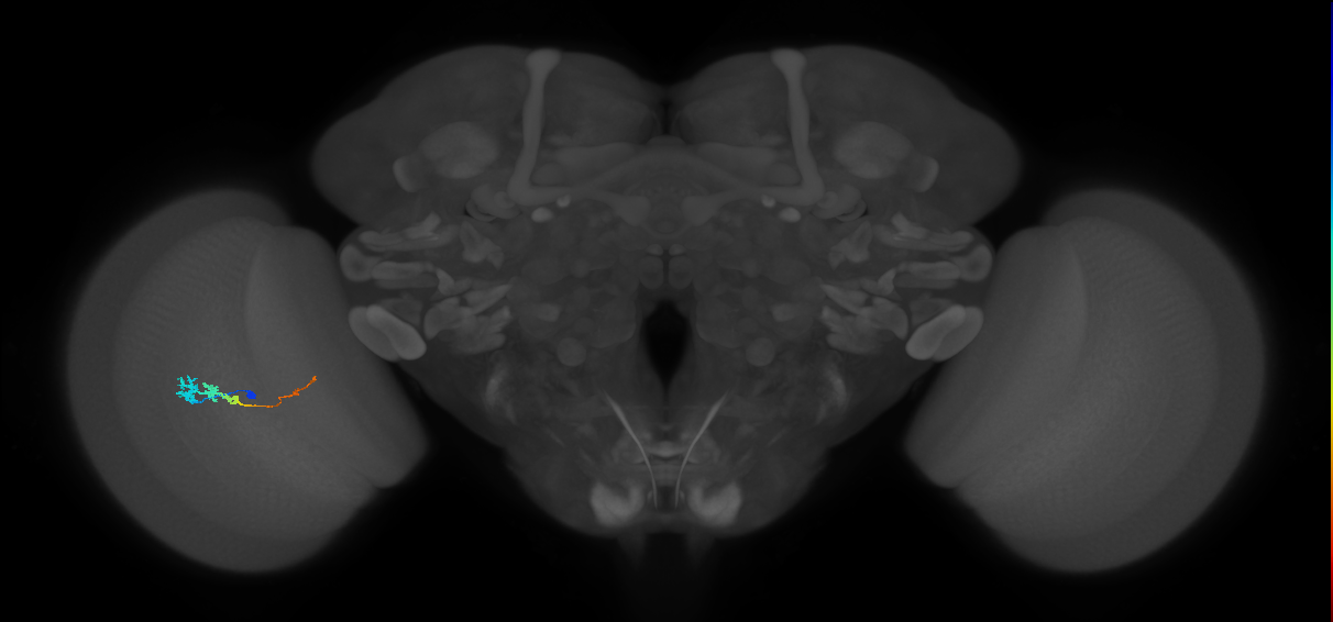 Tm3_L (MaleCNS:74200)