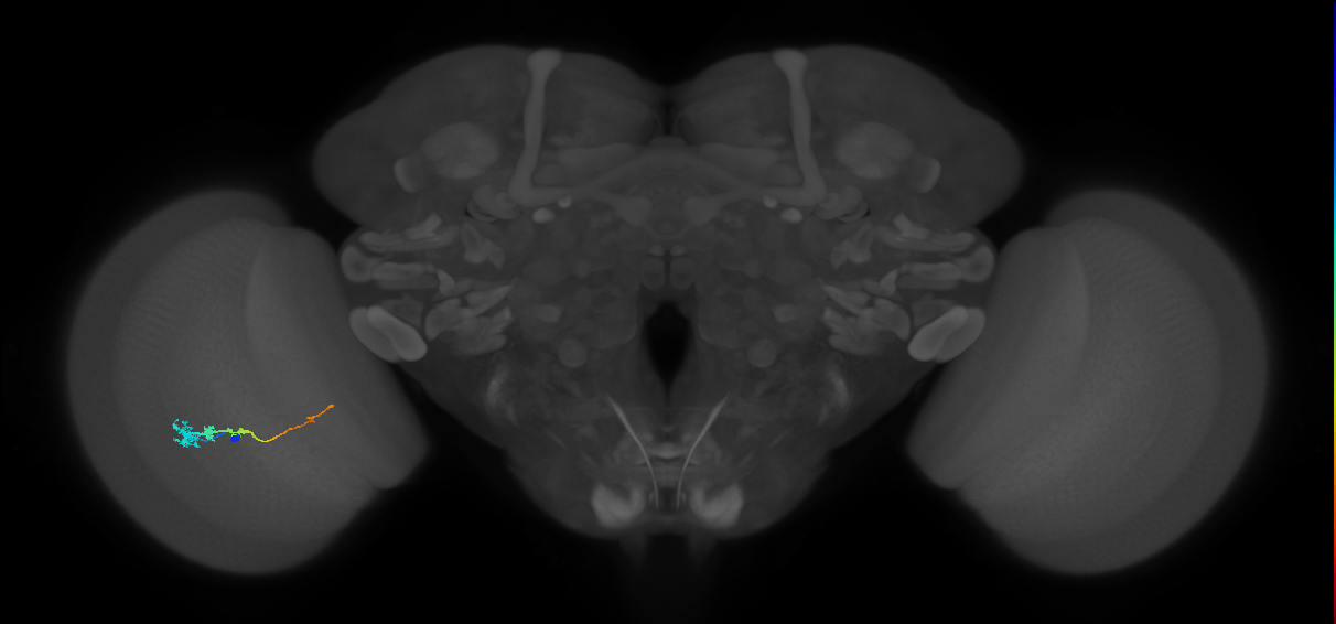 Tm3_L (MaleCNS:81171)