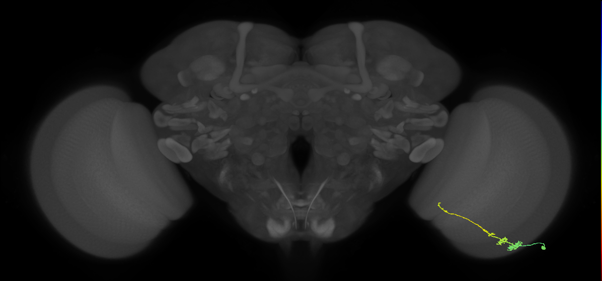 Tm3_R (MaleCNS:62515)