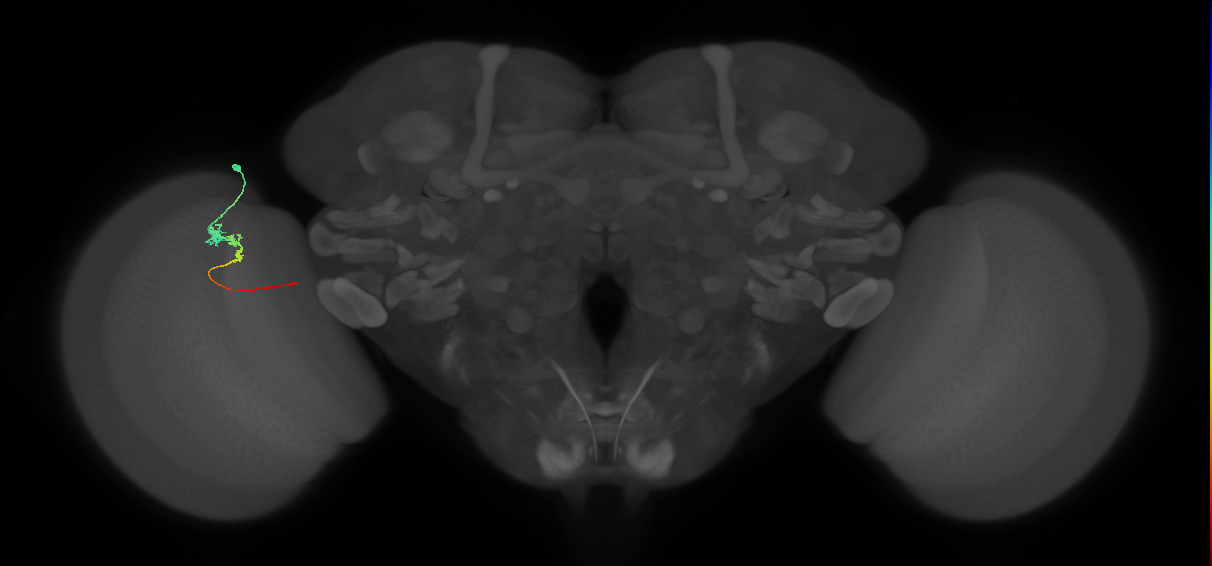 Tm3_L (MaleCNS:59356)