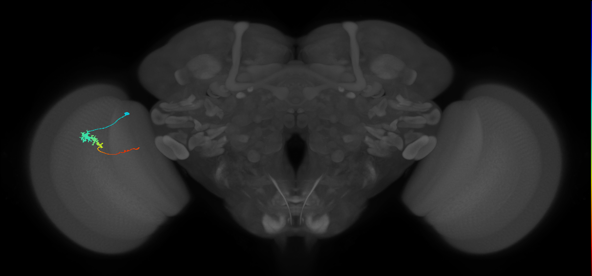 Tm3_L (MaleCNS:531102)