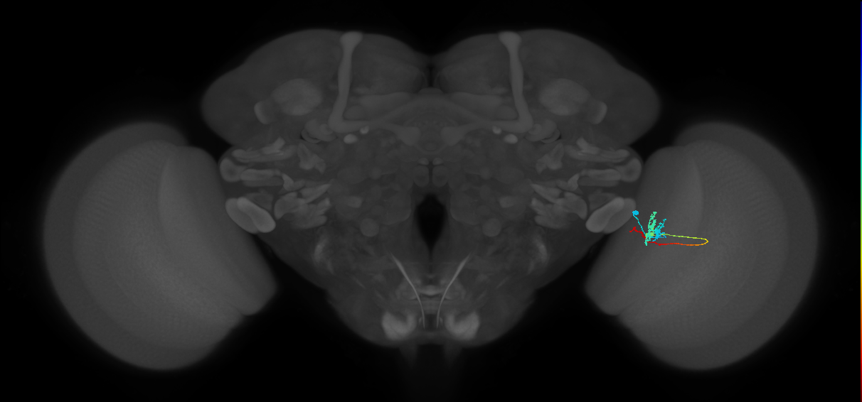 Tm3_R (MaleCNS:80234)