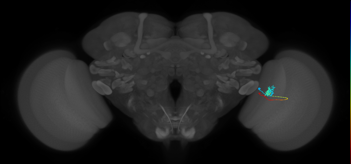 Tm3_R (MaleCNS:75408)