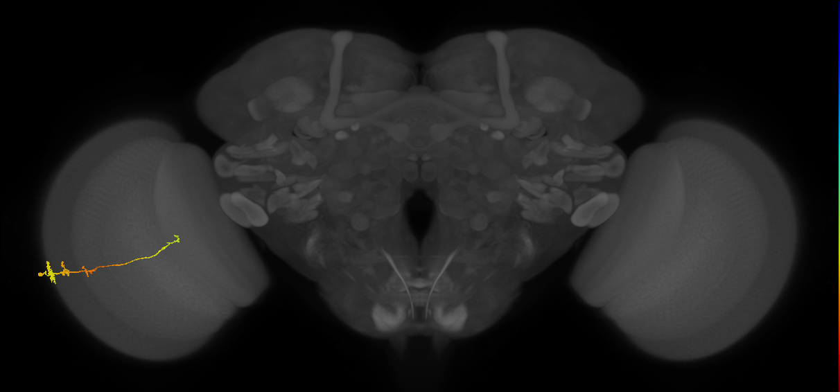 Tm3_L (MaleCNS:518827)