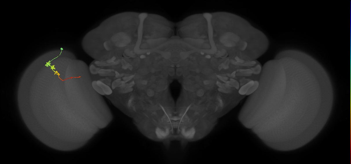 Tm3_L (MaleCNS:138942)