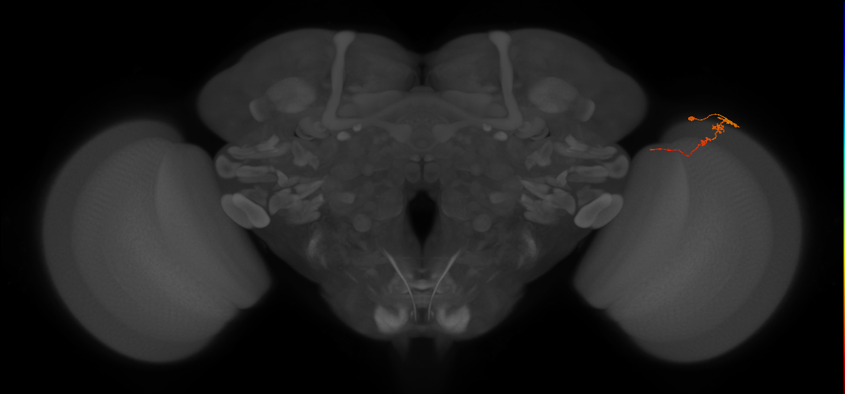 Tm3_R (MaleCNS:91438)