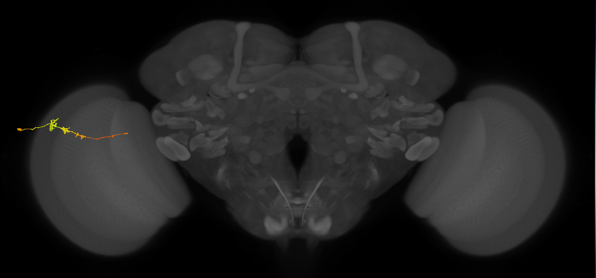 Tm3_L (MaleCNS:144701)