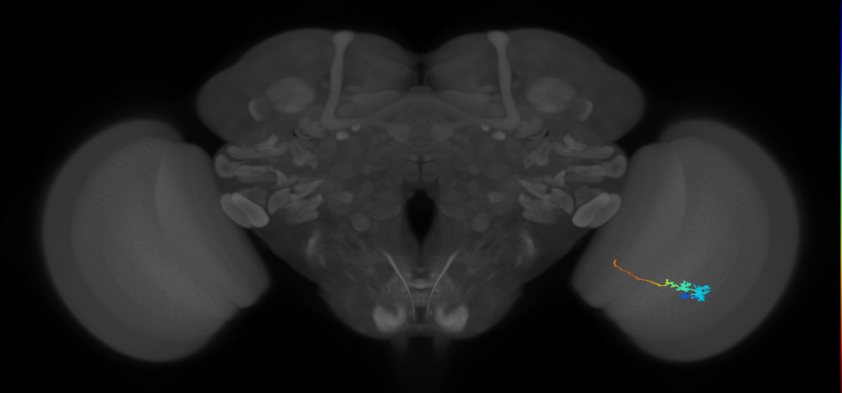 Tm3_R (MaleCNS:72132)