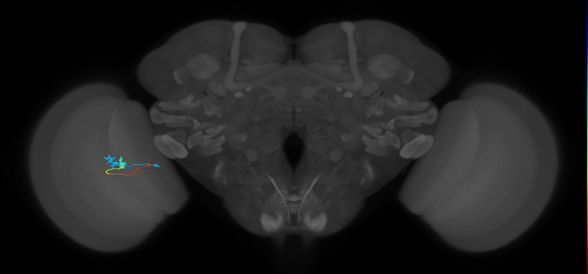 Tm3_L (MaleCNS:125100)