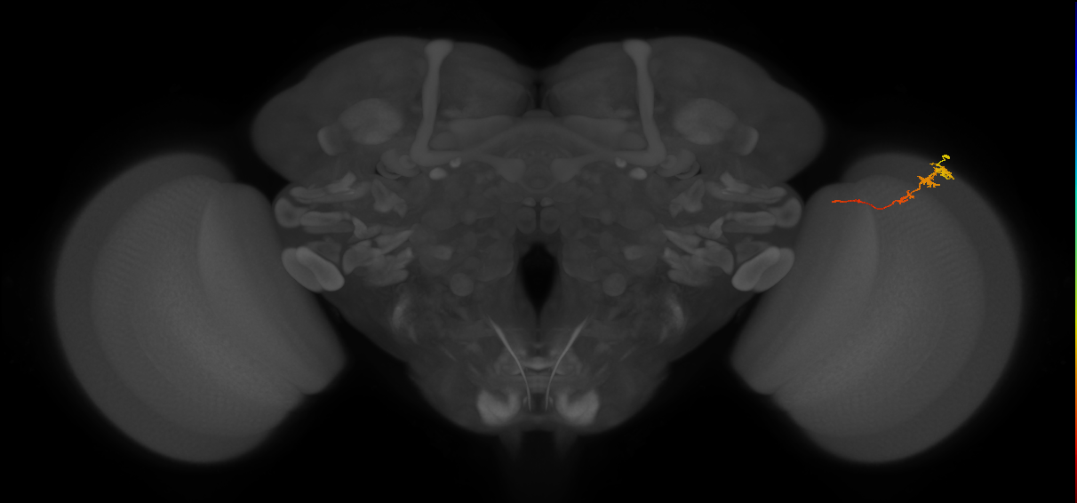 Tm3_R (MaleCNS:77823)