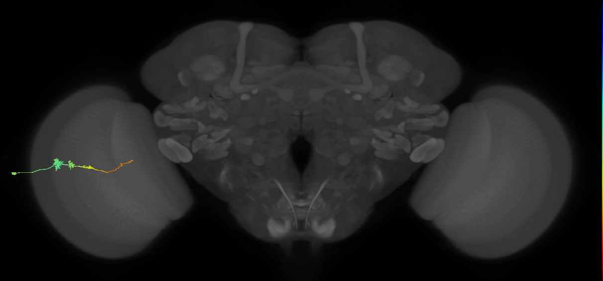 Tm3_L (MaleCNS:539288)