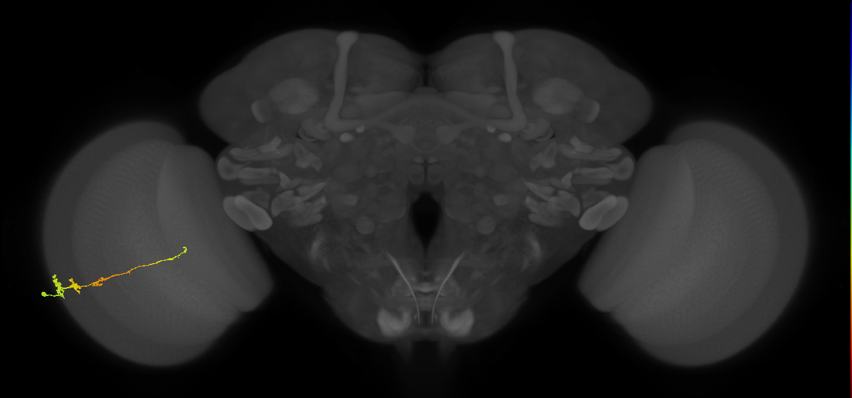 Tm3_L (MaleCNS:36001)
