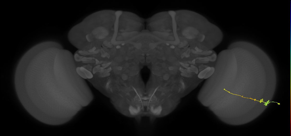 Tm3_R (MaleCNS:70093)