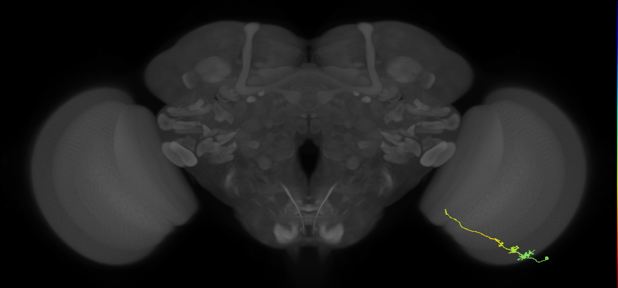 Tm3_R (MaleCNS:69491)