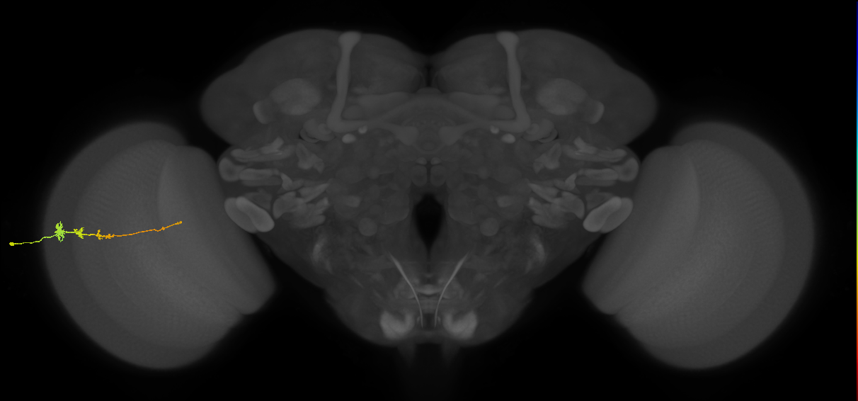 Tm3_L (MaleCNS:77671)