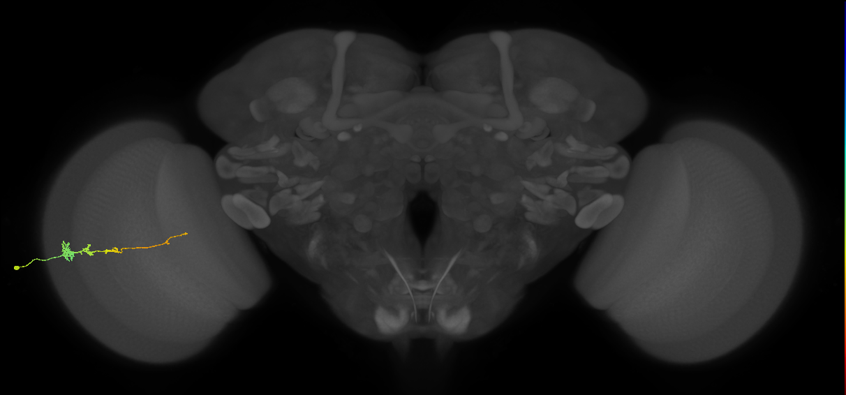 Tm3_L (MaleCNS:532911)