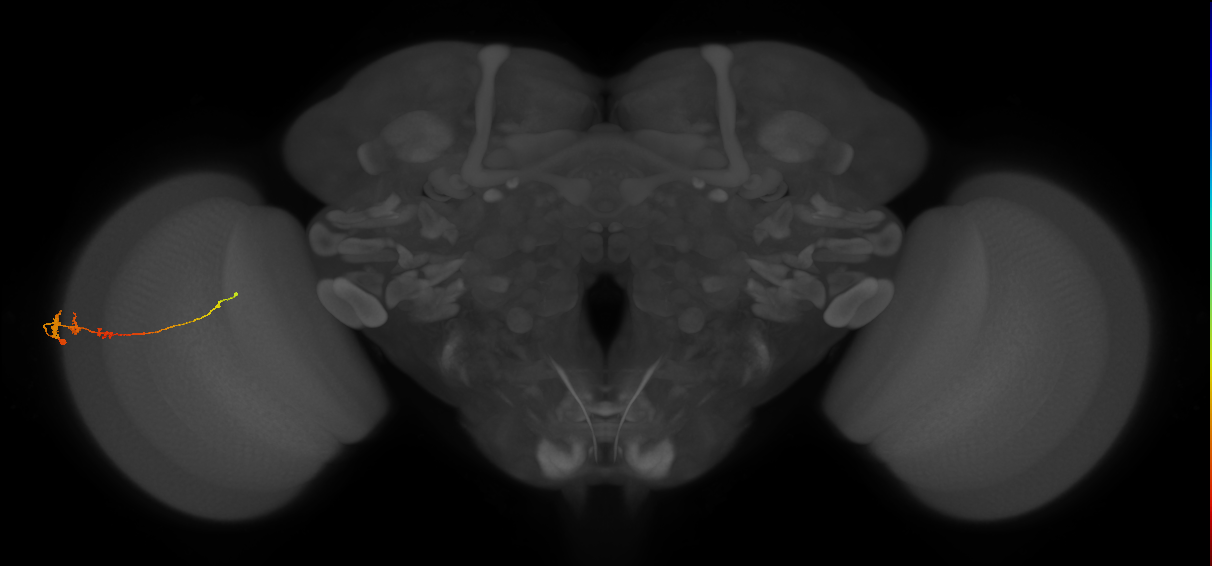Tm3_L (MaleCNS:57343)