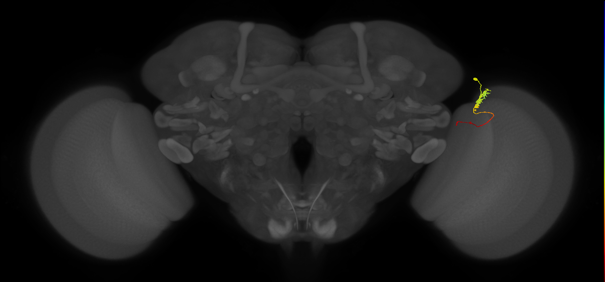 Tm3_R (MaleCNS:115703)