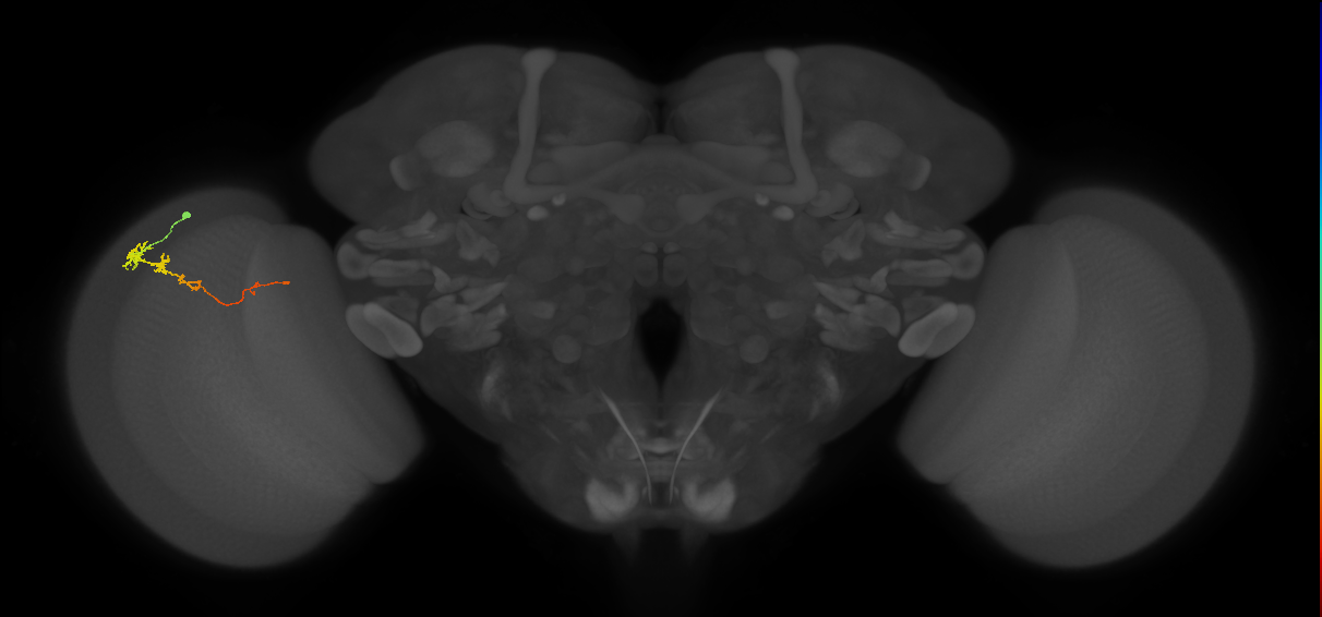 Tm3_L (MaleCNS:81971)