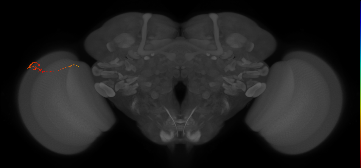 Tm3_L (MaleCNS:113602)