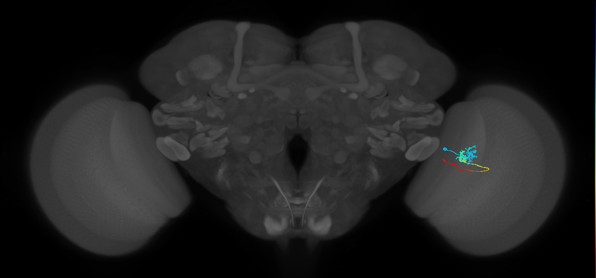 Tm3_R (MaleCNS:81937)